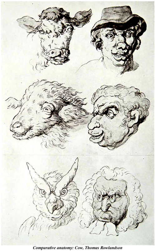 Comparative anatomy Cow Thomas Rowlandson